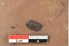 Foto (Detailansicht) von Pinus ciliata Ettingshausen (NHMW-GEO-2024-0188-0327)